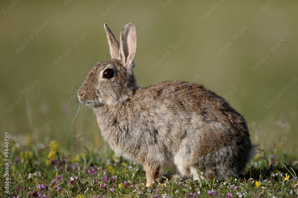 Fototapeta premium Rabbit, Oryctolagus cuniculus