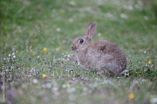 Rabbit, Oryctolagus cuniculus © Erni