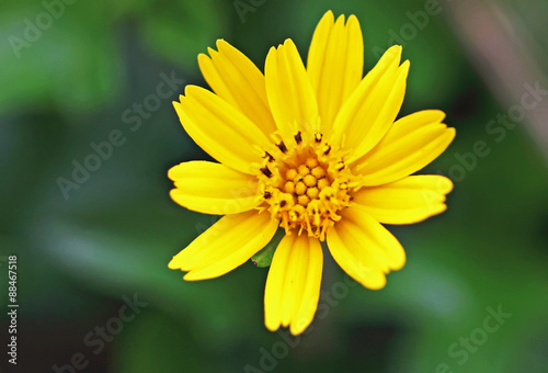 yellow flower  