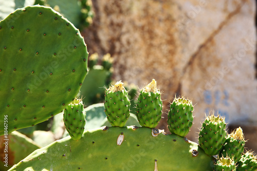 cactus fruit