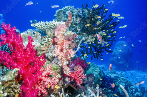 Canvas-taulu dendronephthya soft corals