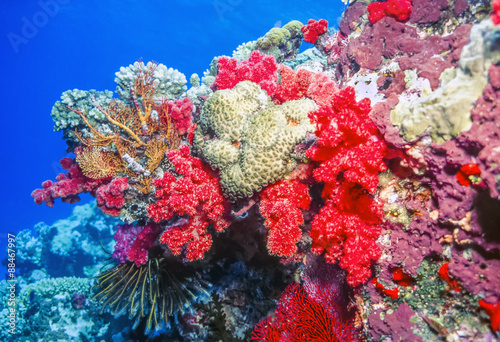 Canvas-taulu dendronephthya soft corals