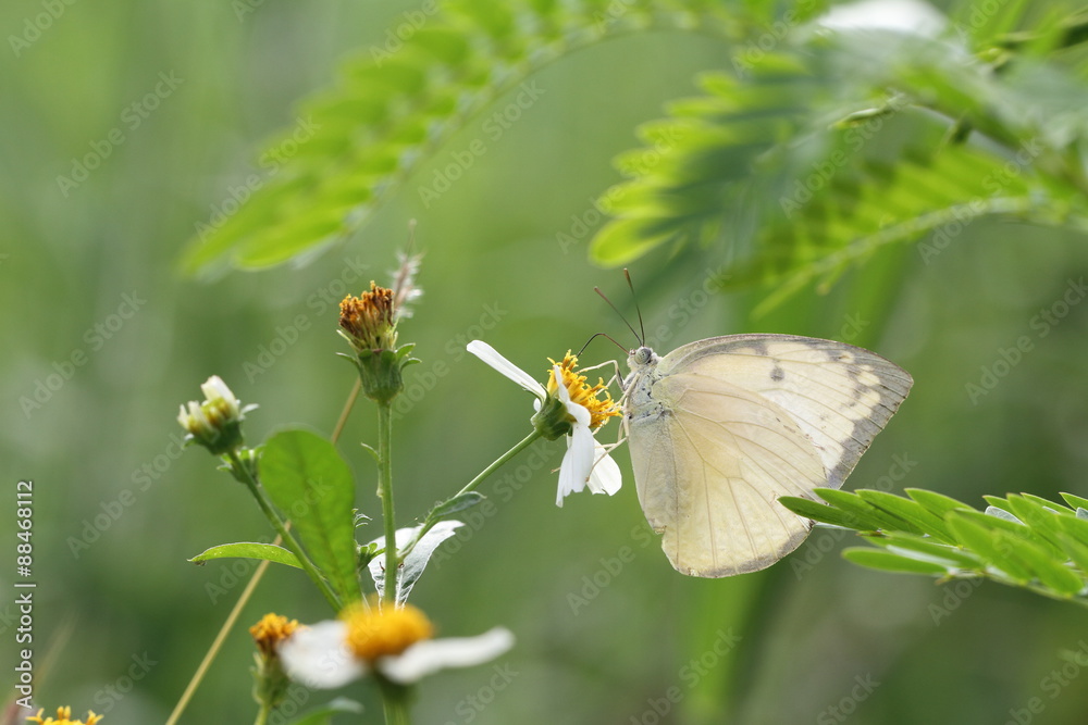 butter fly
butter fly