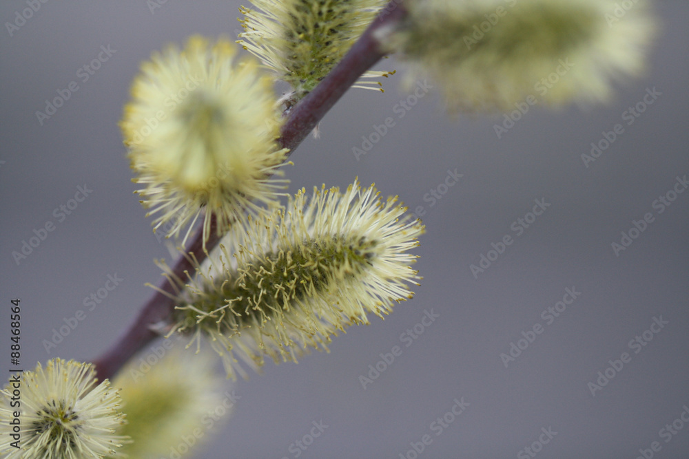Spring and Easter Willow Cats. Holly willow. Salix caprea. National symbol of Ukraine. Blossoming pussy willow and its branches with catkins. Spring and Easter Willow Cats. Holly willow. Salix caprea. National symbol of Ukraine. Blossoming pussy willow and its branches with catkins.