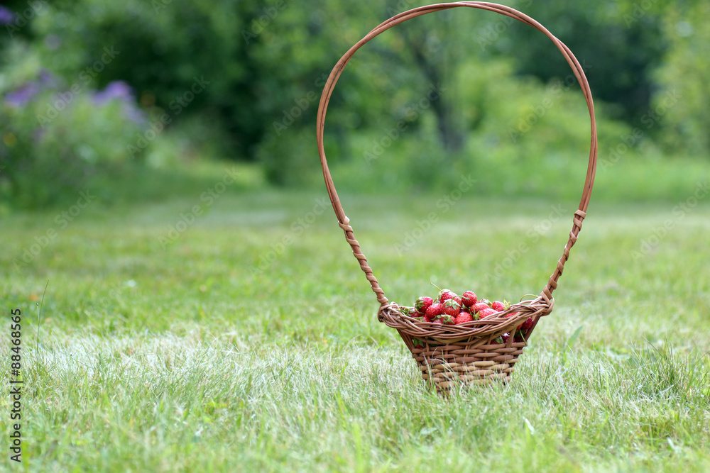 Strawberry in a basket on nature Strawberry in a basket on nature