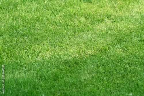 Soccer green grass background. Botany scene. Fresh lawn grass texture. Perfect green grass carpet.