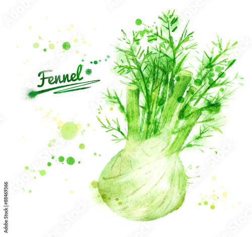 Watercolor fennel.