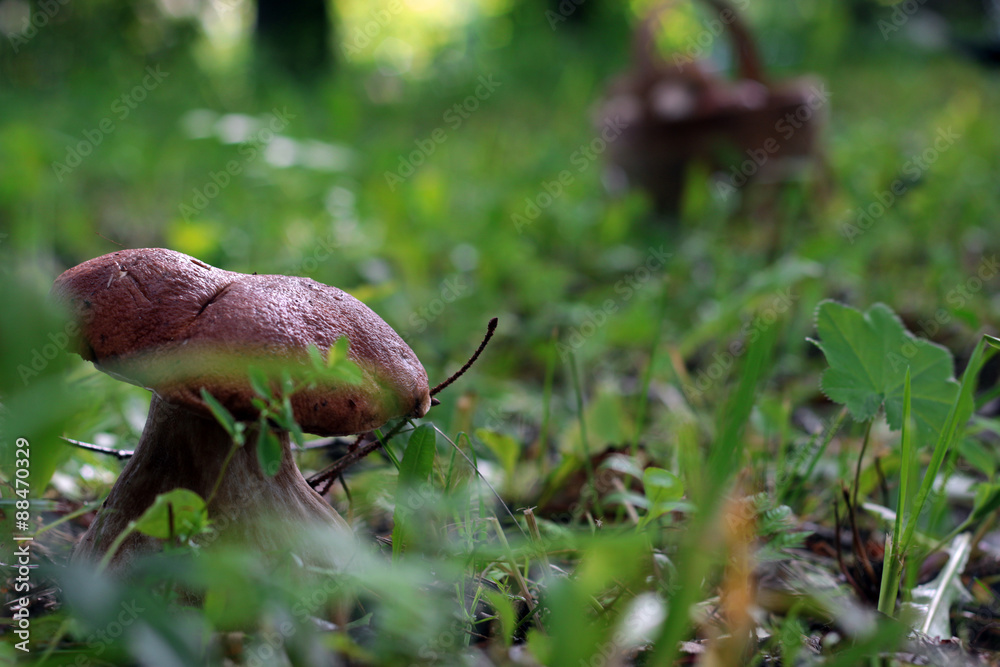 collect porcini mushrooms in nature