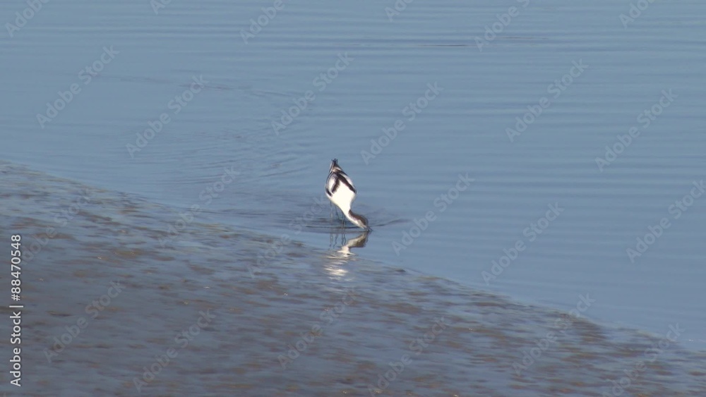 Weltnaturerbe Wattenmeer:Säbelschnäbler Weltnaturerbe Wattenmeer:Säbelschnäbler