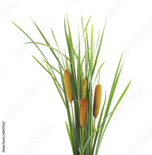 Obraz na płótnie Green cane.