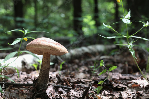 collect mushrooms macro