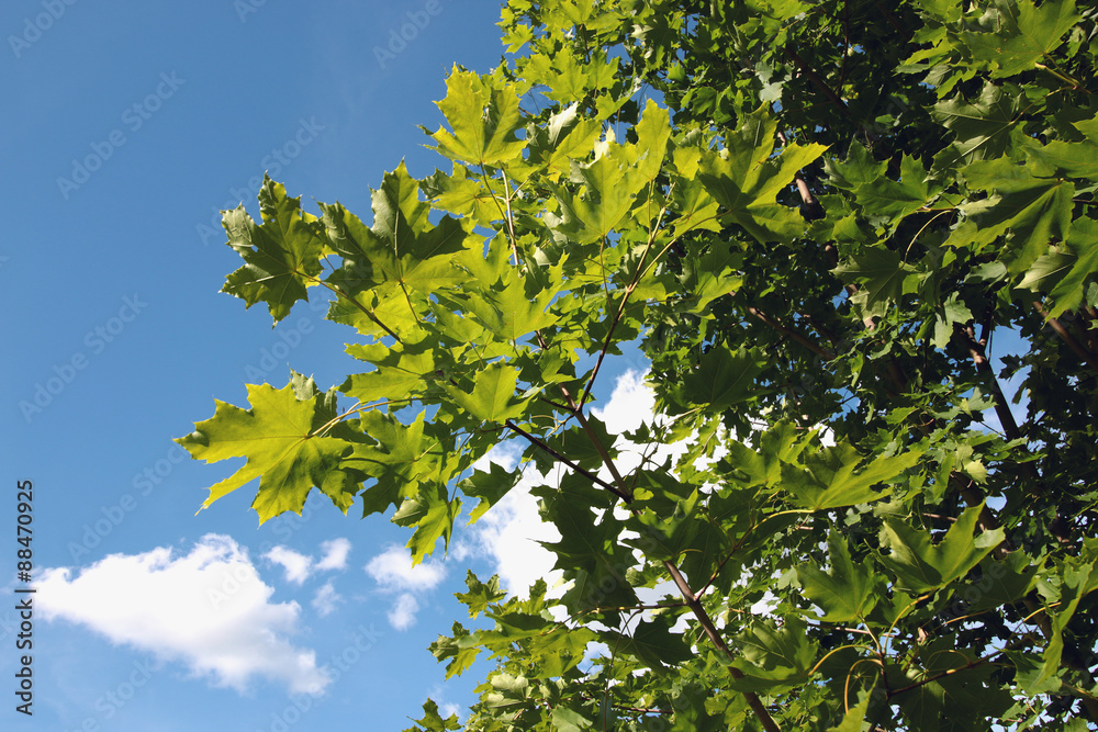 Fototapeta premium Foliage against the sky
