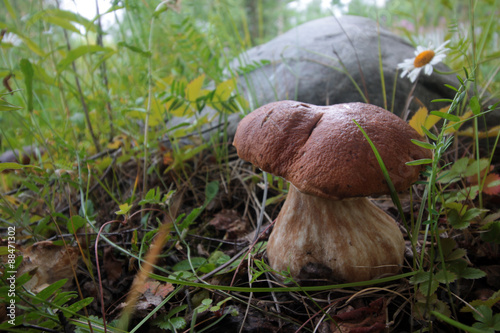 collect porcini mushrooms in nature