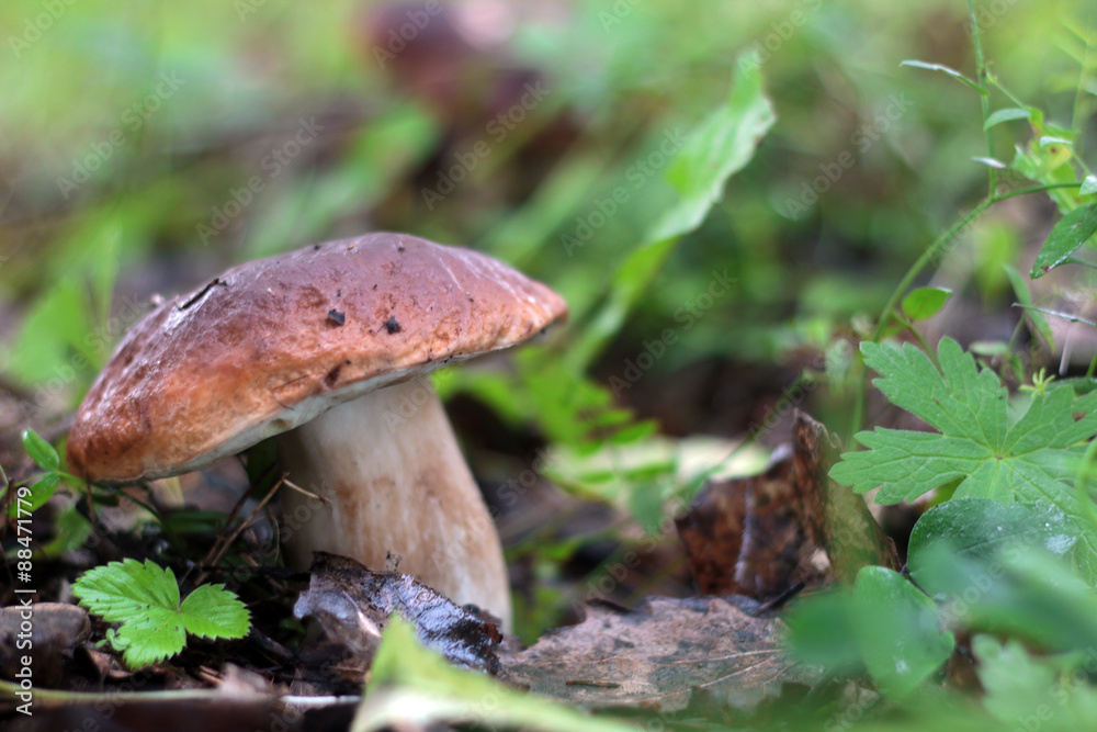collect porcini mushrooms in nature collect porcini mushrooms in nature