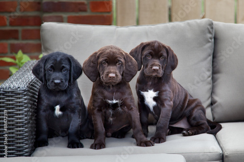 Fototapeta Naklejka Na Ścianę i Meble -  three young labrador retriever puppies sitting on sofa outdoor