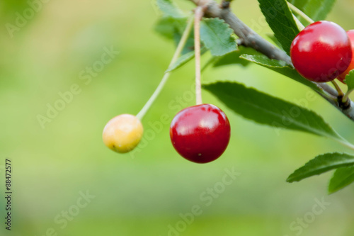 Cherries on the branch