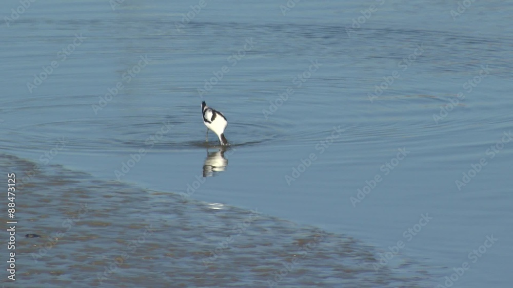 Weltnaturerbe Wattenmeer:Säbelschnäbler Weltnaturerbe Wattenmeer:Säbelschnäbler
