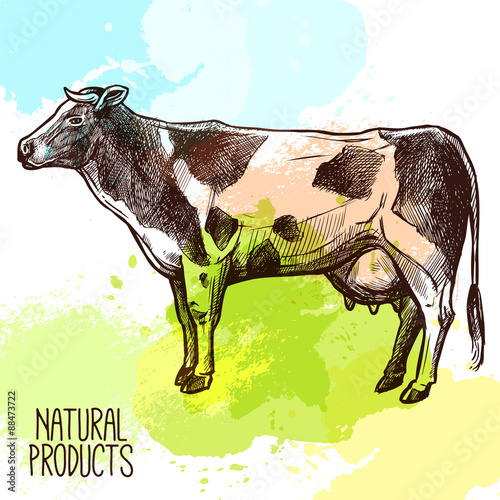 Cow Sketch Illustration