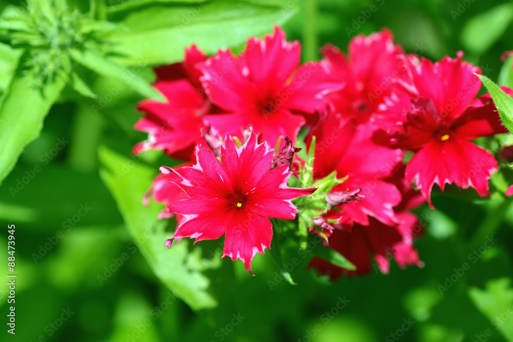 burgundy flower garden burgundy flower garden
