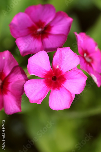 bud pink flower close-up