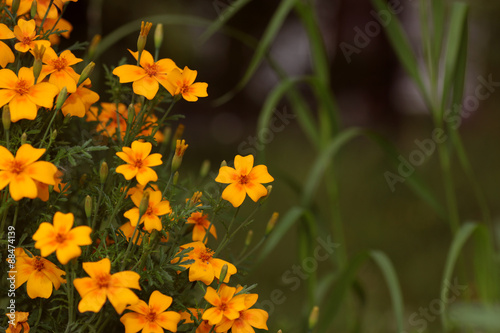yellow flower bush