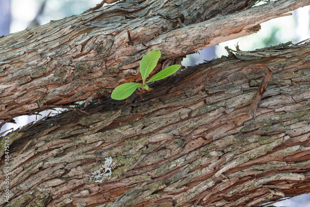 Corteza y brote del Madroño. Arbutus unedo. Stock Photo | Adobe Stock