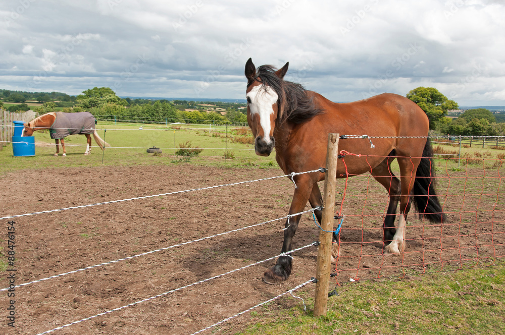 Naklejka premium Horses kept on limited grazing with the use of electric fencing