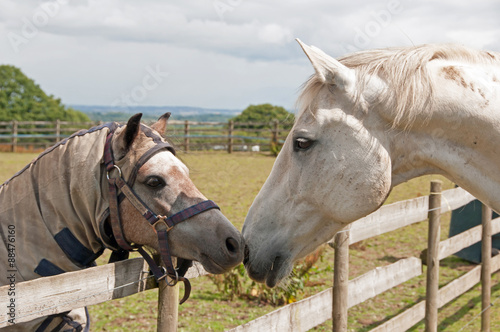 Affection between horses