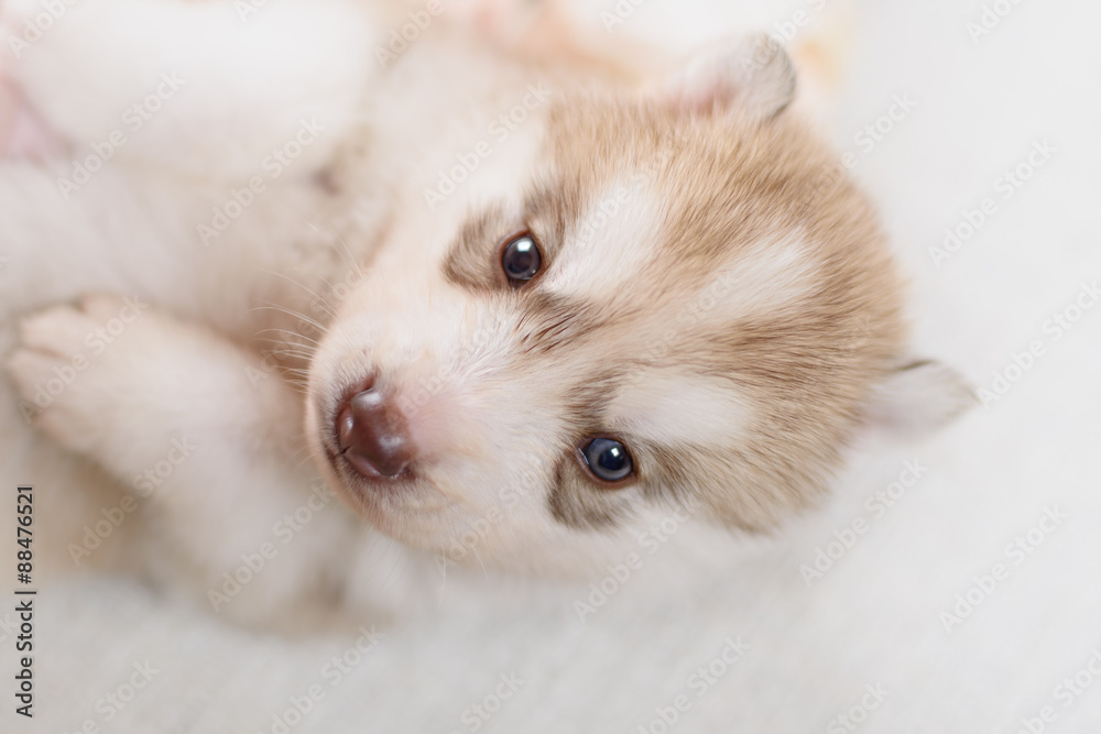 puppy of siberian husky puppy of siberian husky