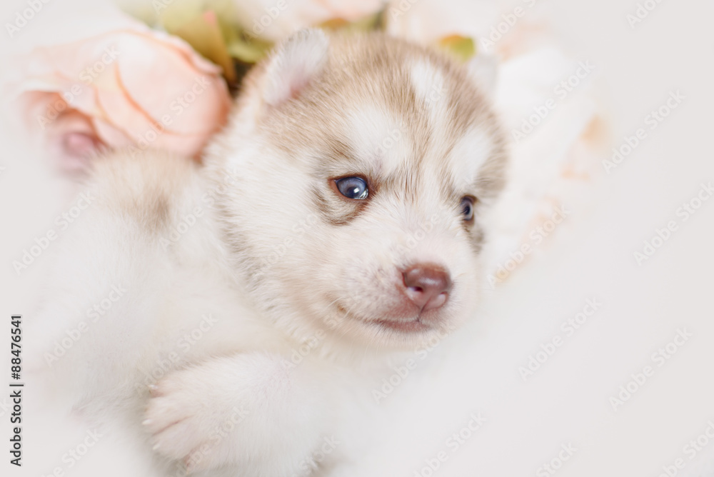 Fototapeta premium puppy of siberian husky
