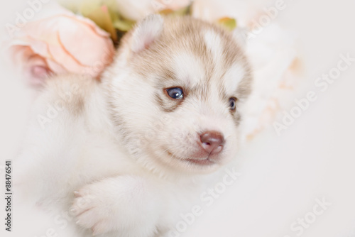 puppy of siberian husky © brusnikaphoto