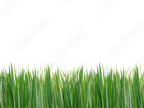 Striped grass isolated on white