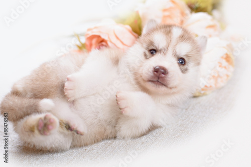 puppy of siberian husky