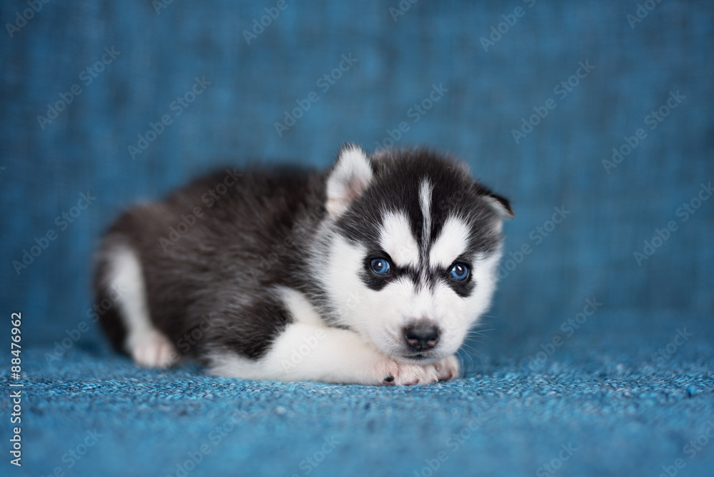 A beautiful Husky puppy with pretty blue eyes on a blue background. A beautiful Husky puppy with pretty blue eyes on a blue background.