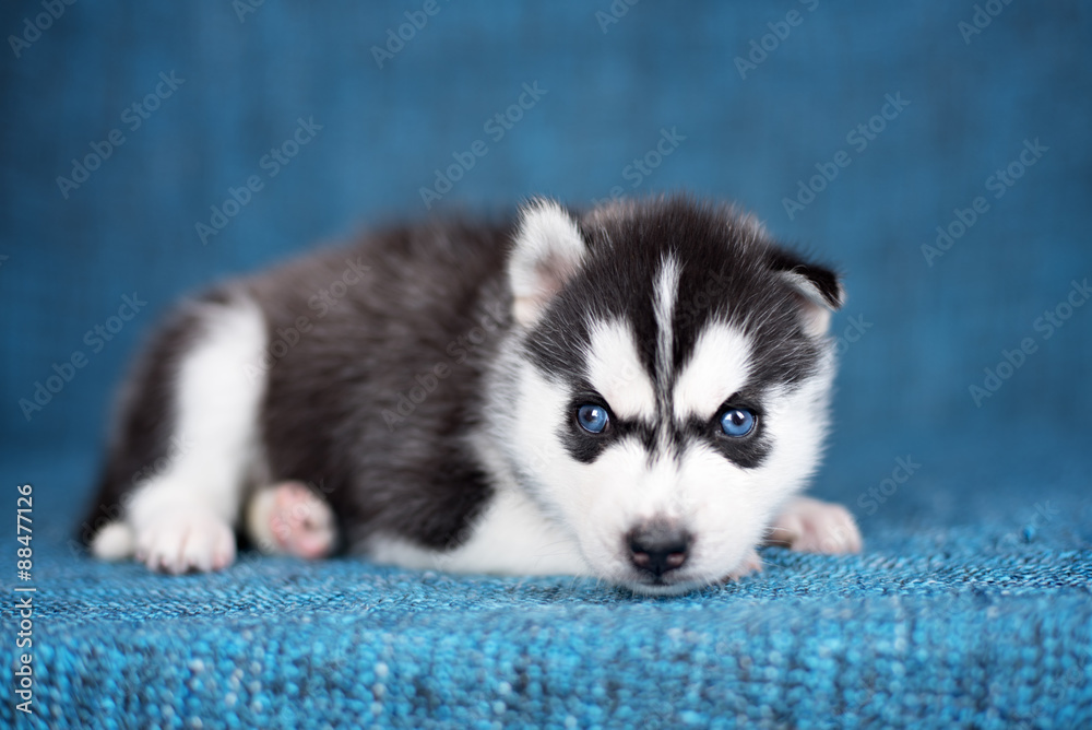 A beautiful Husky puppy with pretty blue eyes on a blue background.