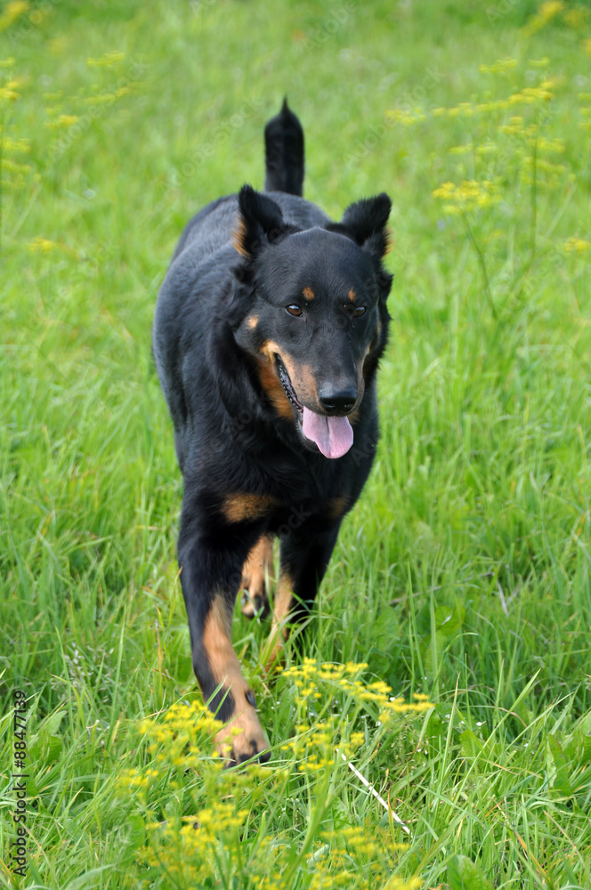 Beauceron dog running Beauceron dog running