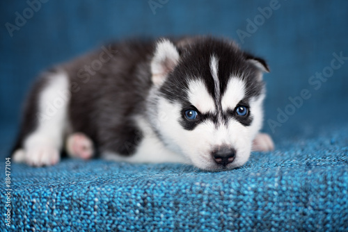 A beautiful Husky puppy with pretty blue eyes on a blue background. © brusnikaphoto