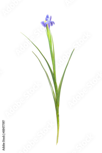 Iris flower