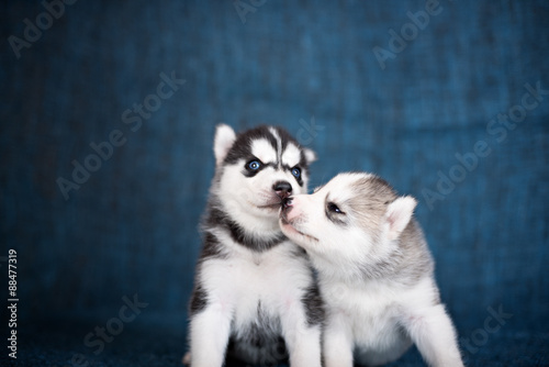 Husky puppies on a blue background © brusnikaphoto