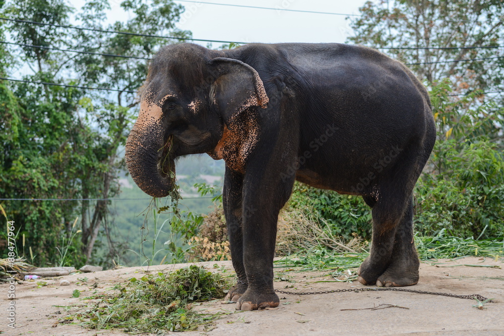 Little elephant in Phuket, Thailand