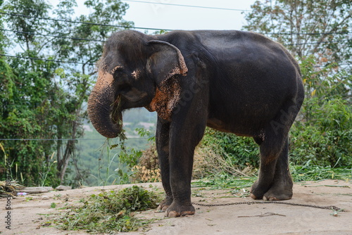 Little elephant in Phuket  Thailand