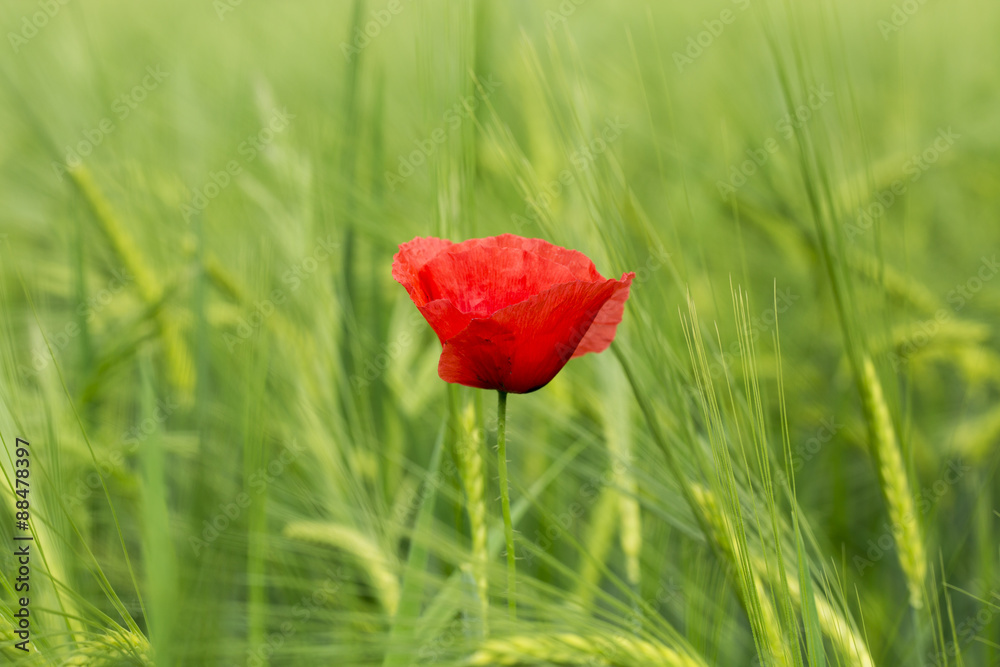 Obraz premium Red poppy blossom on the green field. Red Flower.