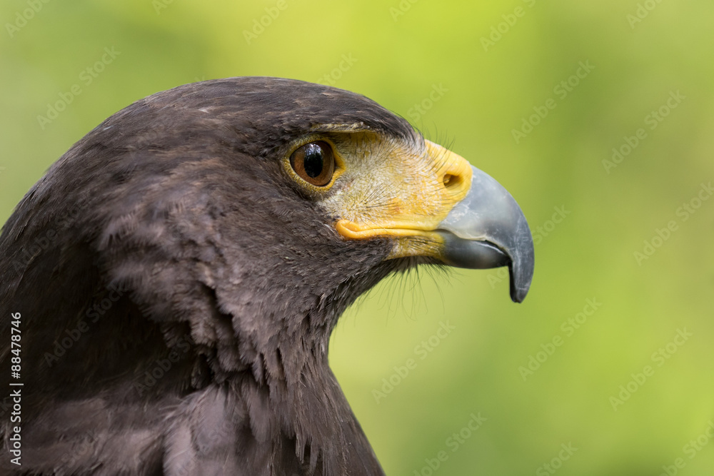 Obraz premium Harris hawk headshot with green background.