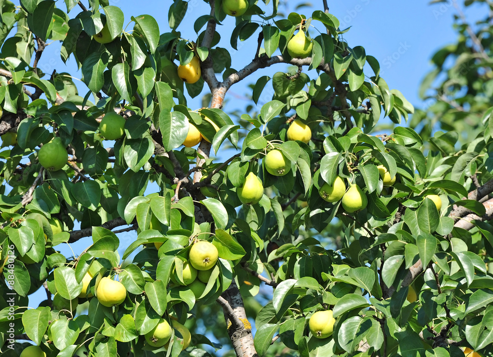 Ripe pear on the branch of the tree Ripe pear on the branch of the tree