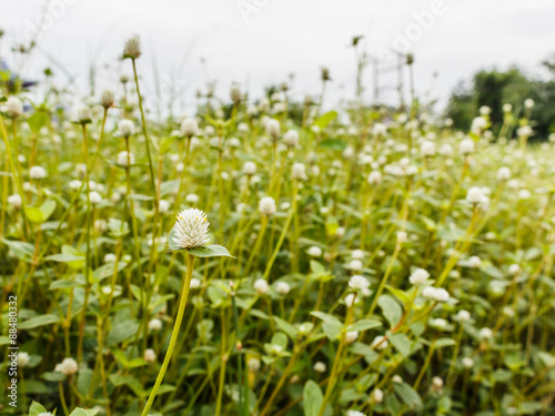 flowering grass