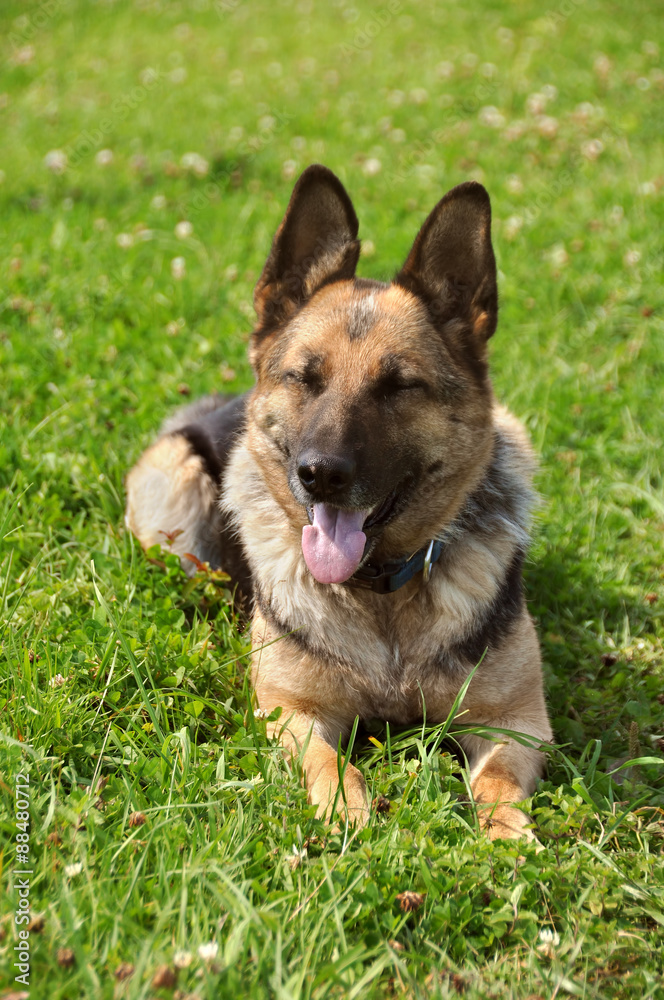 Shepherd dog lying in the grass