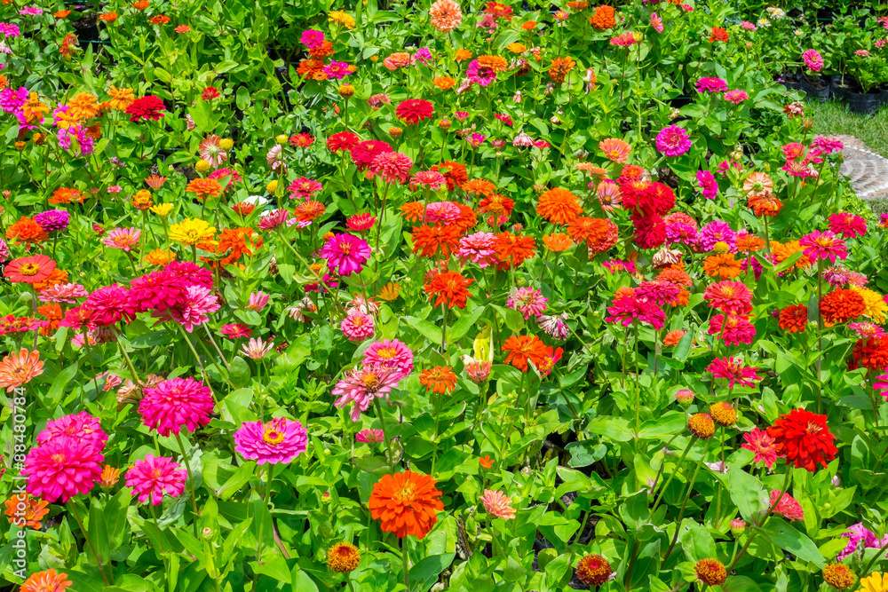 Colorful indian blanket flower in the park