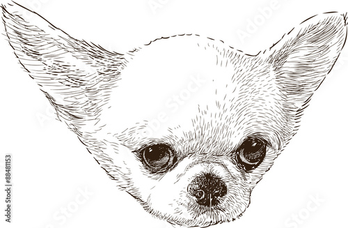 Chihuahua head
