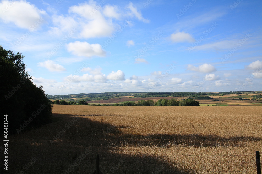 Obraz premium Summer lammer,ndscape