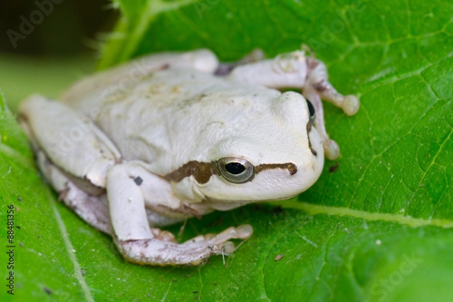White frog